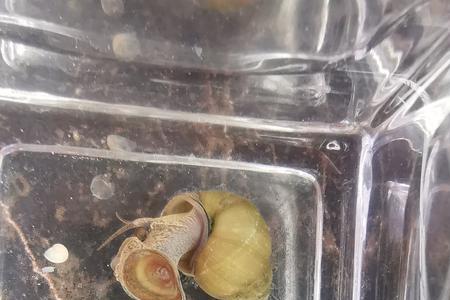 螺蛳的生长过程