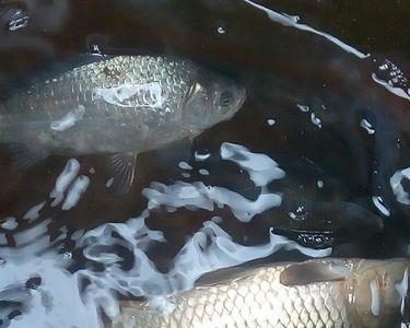 8月尾夜钓鲤鱼的窗口期