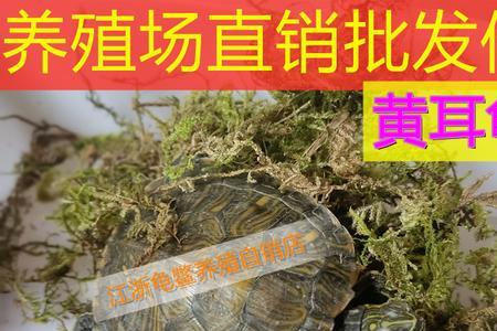 黄耳龟会跳缸么
