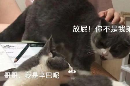 兄弟六亲不得力啥意思