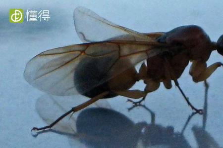 蚂蚁社会的结构