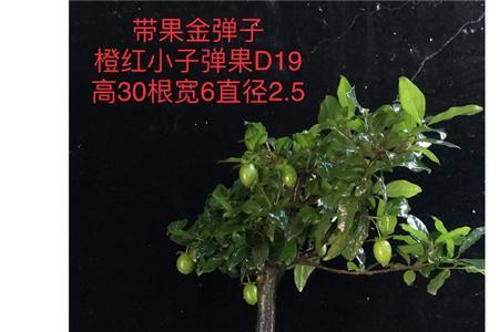 不嫁接的金弹子老桩会结果子吗