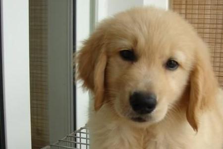 金毛幼犬教学费用