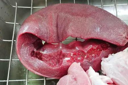 猪横脷正常颜色