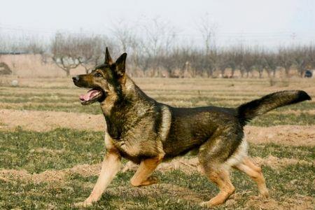 六个月昆明犬能长多少斤