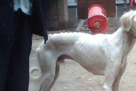 山东细犬缺点