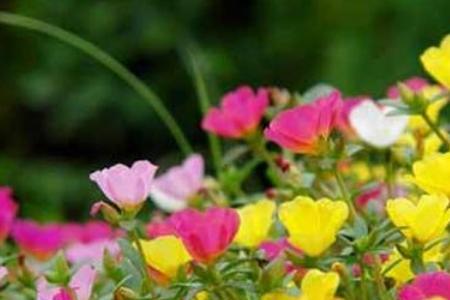 小花的名字和寓意