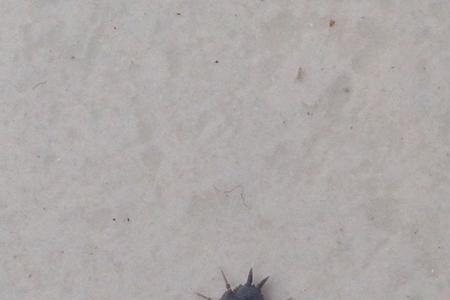 青麻根里面的虫子是什么虫