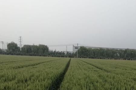 枣乡208麦种介绍