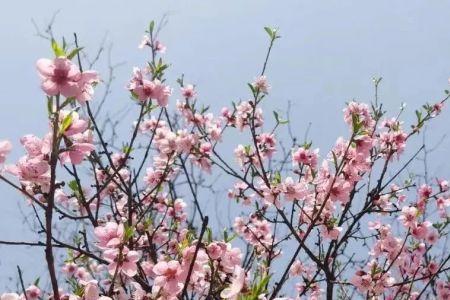 抖音上三月百花开什么歌