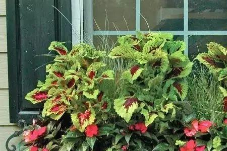 刺儿梅是喜阴还是喜阳植物