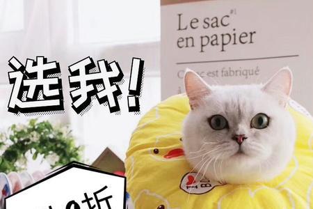 伊丽莎白圈可以给猫戴一晚上吗