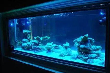 海缸翻沙什么生物好