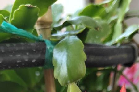 7月种的蟹爪兰几月开花