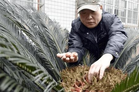 铁树疙瘩怎么种