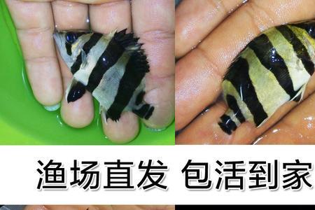 泰虎跟泰北虎区别