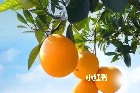 全州脐橙上市时间