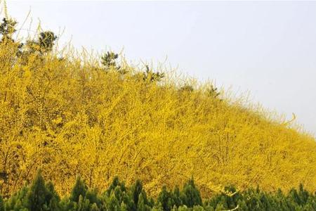 连翘阴历几月份种植最好
