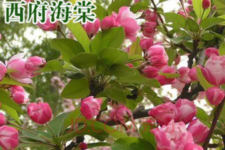 垂丝海棠和西府海棠哪个耐寒