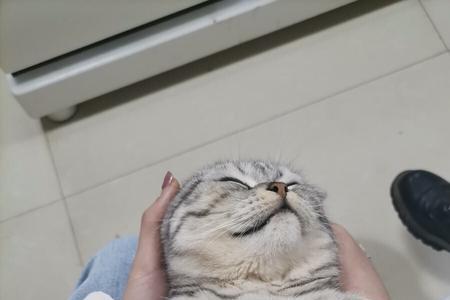 起司猫长不大吗