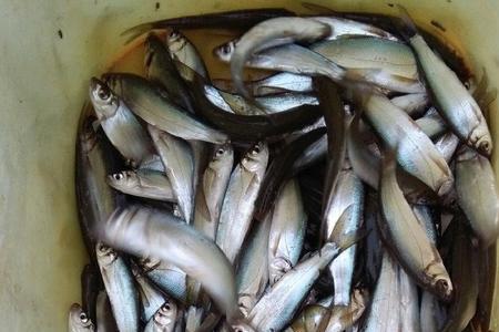 秋天钓青尾钓浅还是钓深