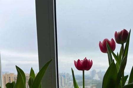 水培郁金香不长叶子