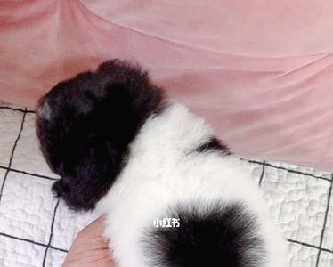 泰迪花品种介绍