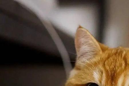 黄色纹条的猫是什么性格