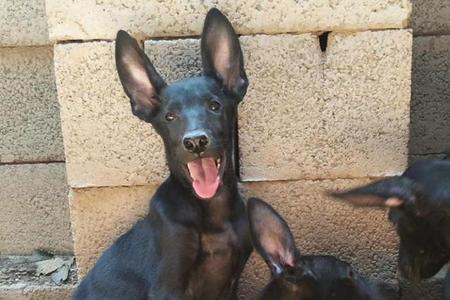 莱州红和马犬后代怎么样