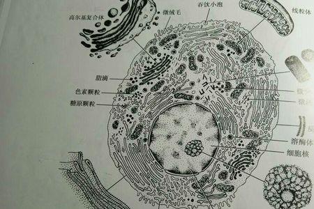 核糖体有膜吗