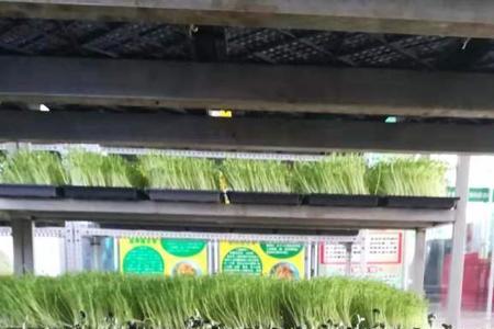 西兰花催芽怎么催