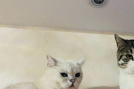 猫咪1-6个月体长及体重
