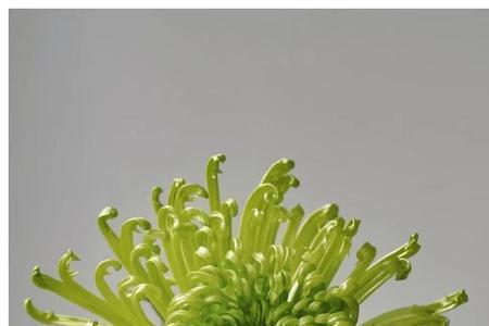 绿菊长不直