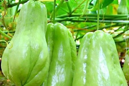什么样子的瓜叫窝瓜