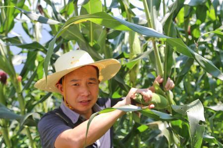 玉米8月上旬授粉还能收吗