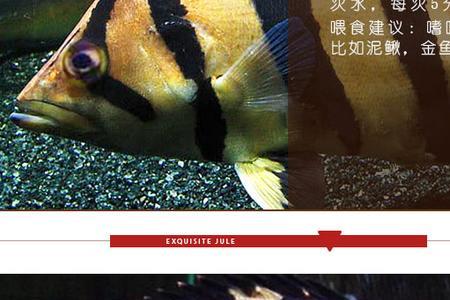 三纹虎和泰虎区别