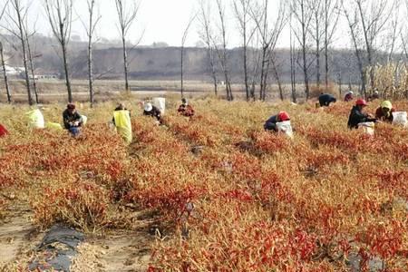 种植红辣椒一亩利润