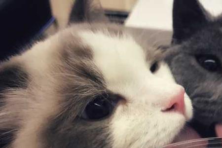 猫一直跟着你叫怎么回事