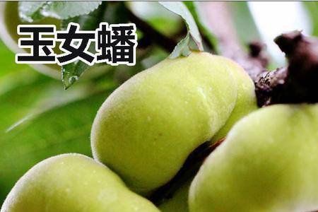 什么桃树品种最甜