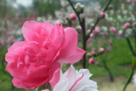 什么叫桃花子