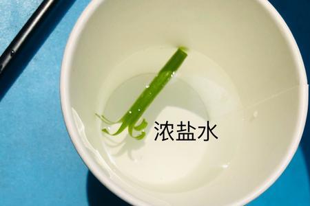 不漏水的杯子能种葱吗