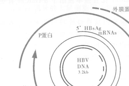 原核细胞有多少个起始密码子