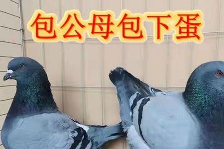 鸽子几年下蛋