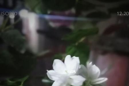 代表好久不见的花语