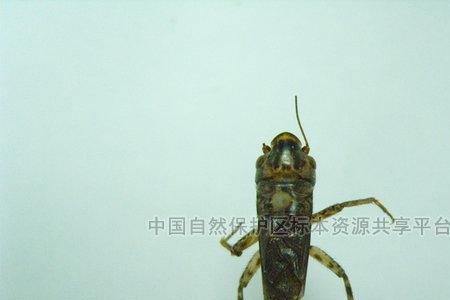 石首棺头蟋是稀有品种吗