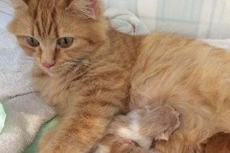 孕妇可以抱猫咪吗