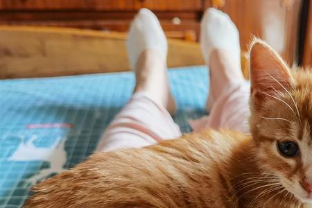 白橘猫怎么看品相