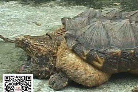 鳄龟吃什么肉