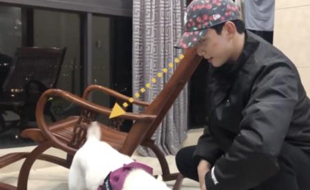 吴磊的狗哪里来