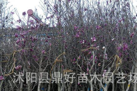 辛夷正确播种用方法